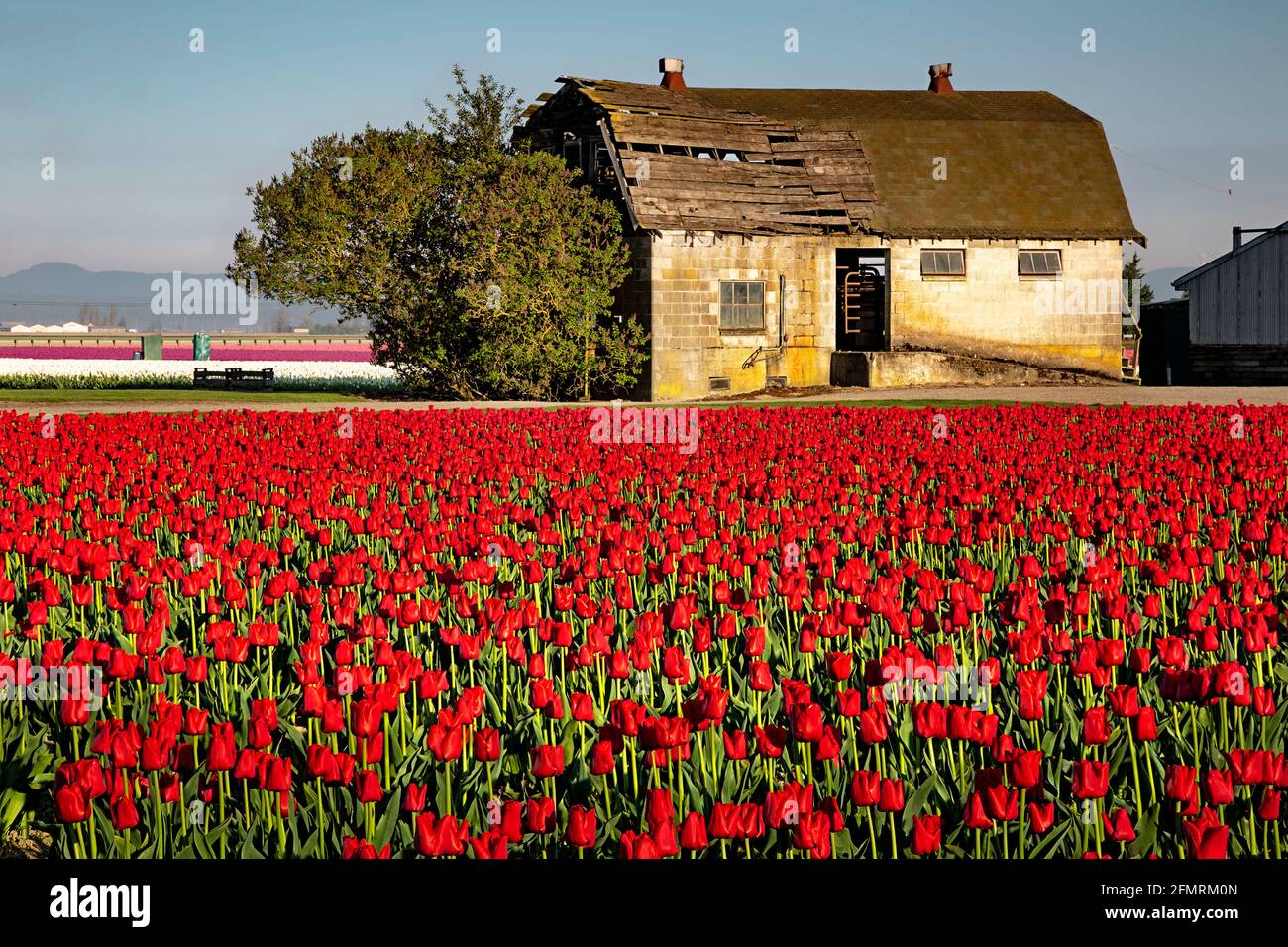 WA19599-00...WASHINGTON - tulipani rossi che fioriscono tra il vecchio e nuovo edificio agricolo in un campo di bulbo commerciale nella Skagit Valley. Foto Stock