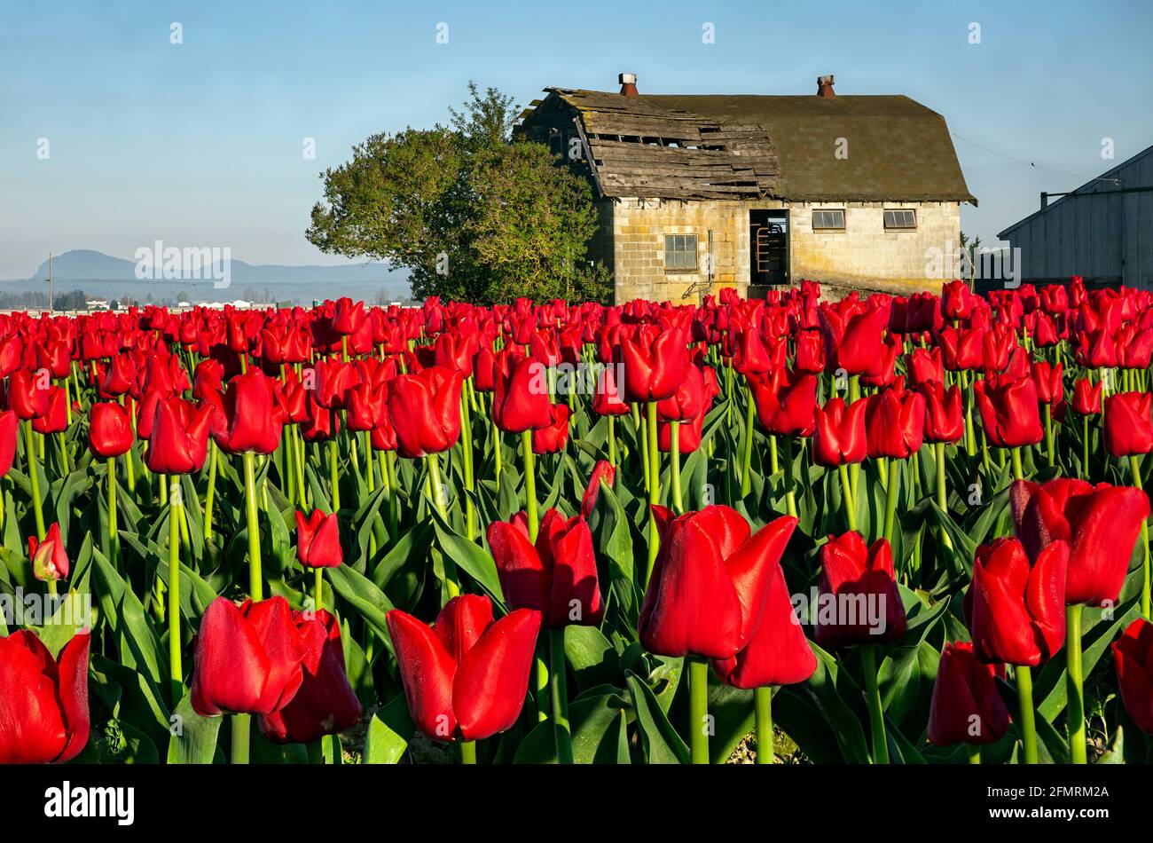 WA19600-00...WASHINGTON - tulipani rossi che fioriscono tra il vecchio e nuovo edificio agricolo in un campo di bulbo commerciale nella Skagit Valley. Foto Stock