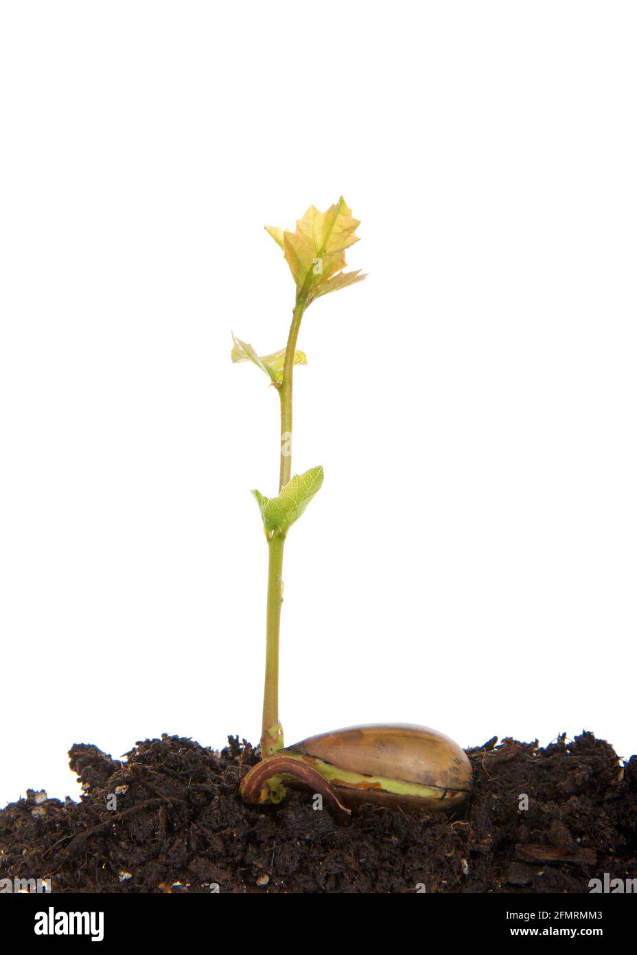 Seghe di quercia recentemente germogliate da seme, seme ancora attaccato che si apre come forma di radici. Seme di Acorn che posa su terreno marrone con isolo di germogli di alberi Foto Stock