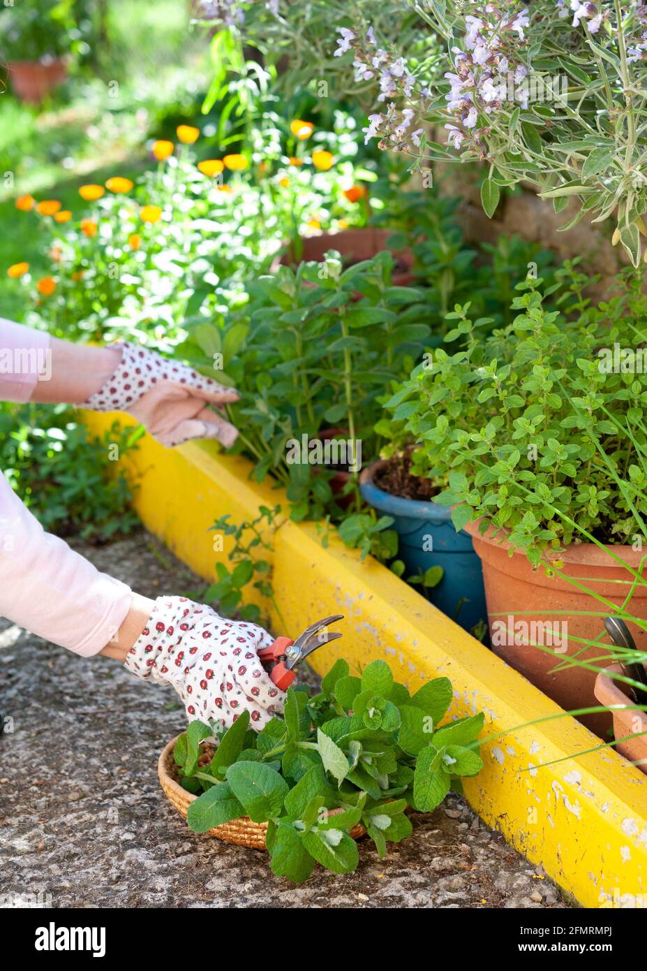 Raccolta di erbe aromatiche da un letto di fiori dedicato. Foto Stock