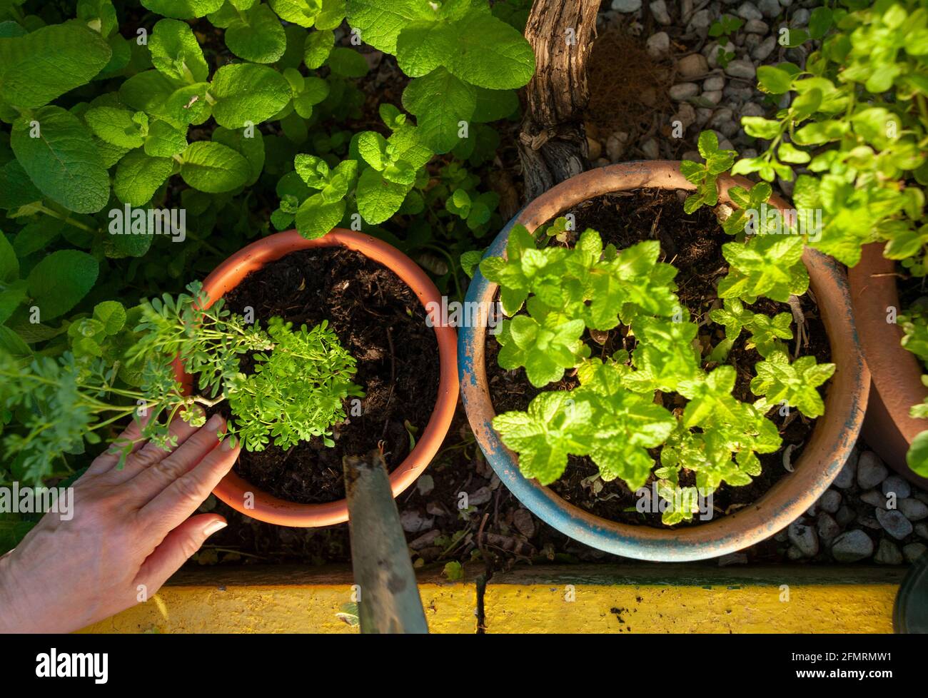 il giardiniere coltiva erbe aromatiche in pentole Foto Stock