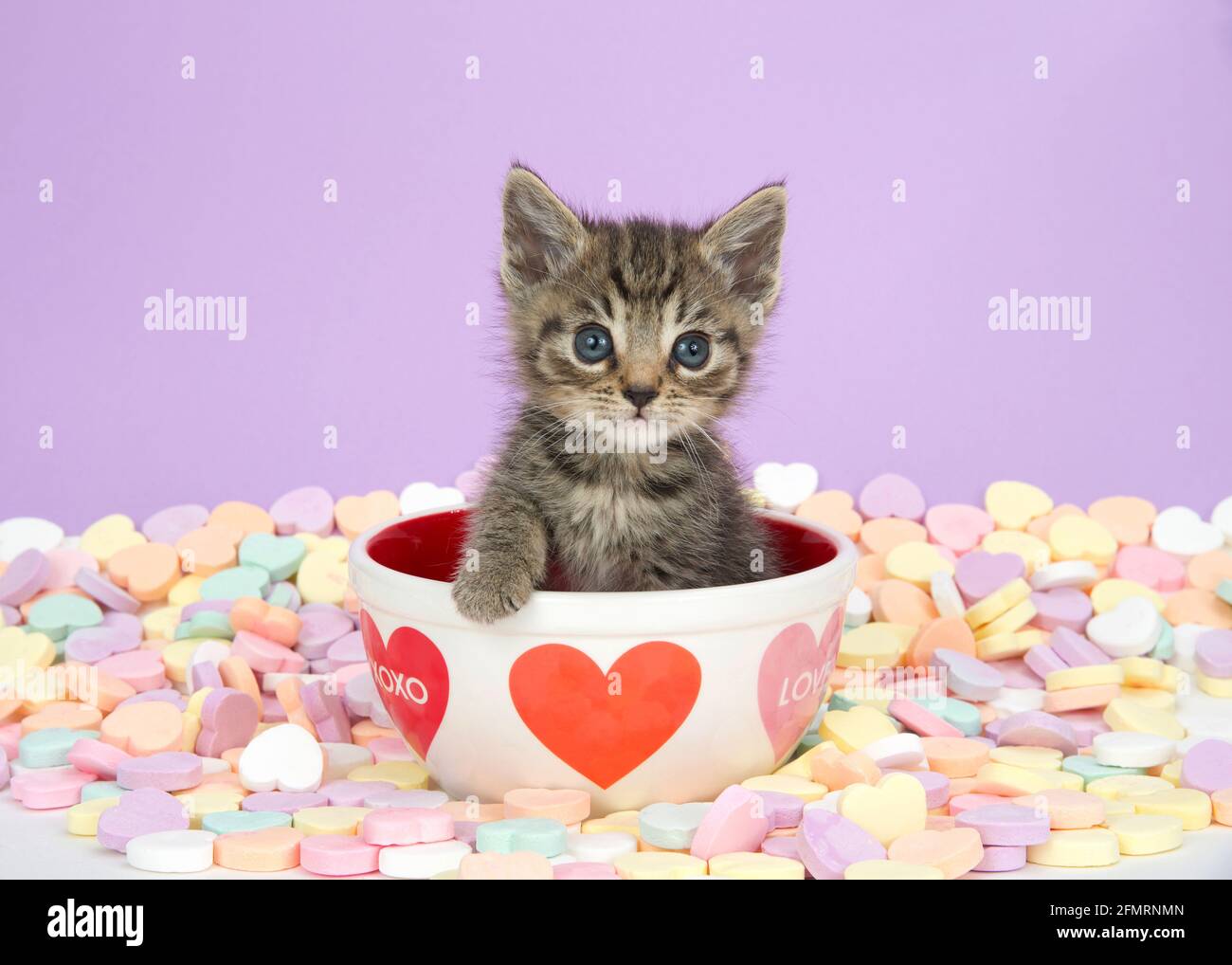 Piccolo gattino tabby seduto in una ciotola a tema di San Valentino con cuori circondati da cuori dolci, gattino guardando curiosamente spettatore con zampa che raggiunge ou Foto Stock