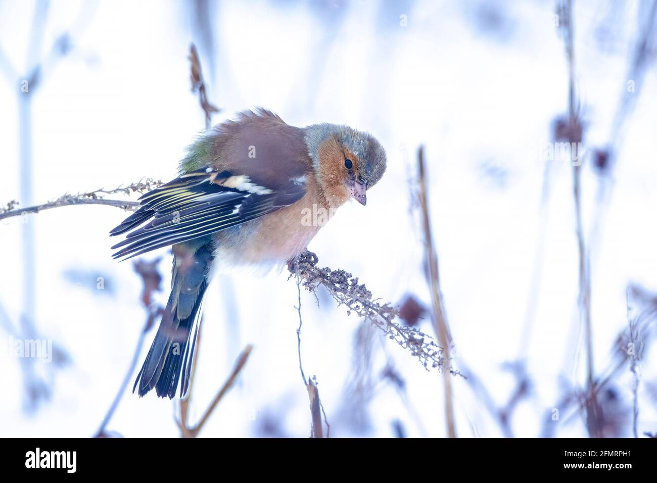 Closeup di un maschio chaffinch, Fringilla coelebs, foraging in neve, bella fredda impostazione invernale Foto Stock