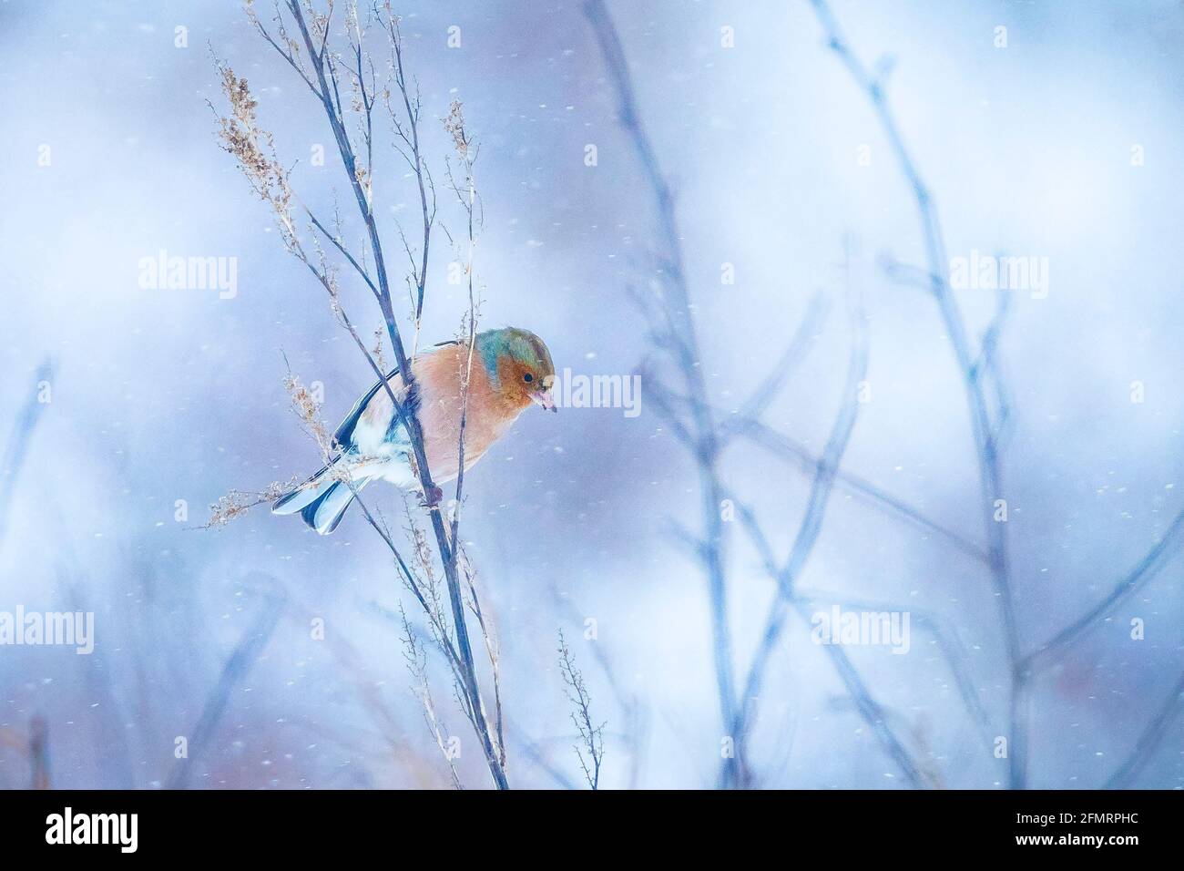 Closeup di un maschio chaffinch, Fringilla coelebs, foraging in neve, bella fredda impostazione invernale Foto Stock