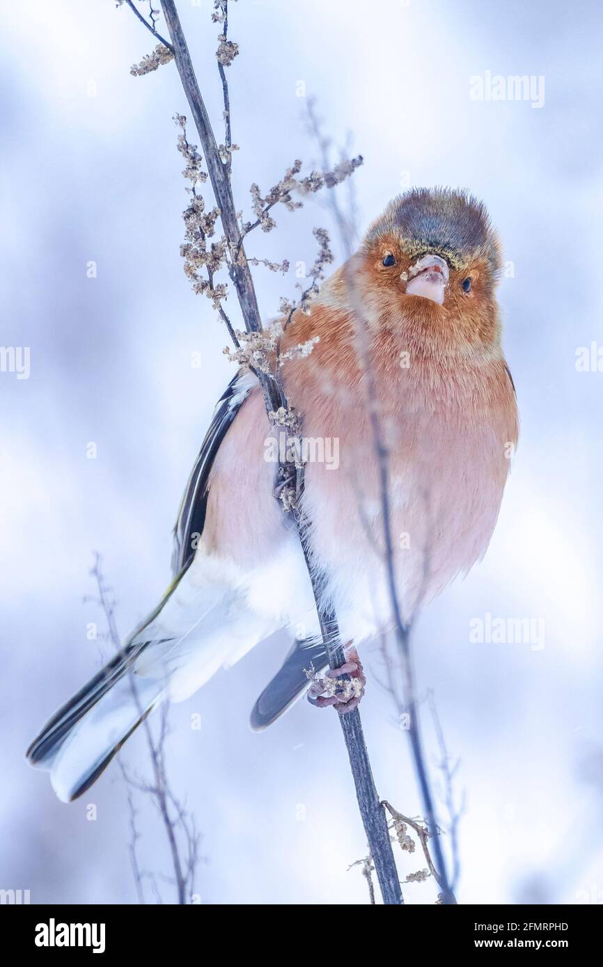 Closeup di un maschio chaffinch, Fringilla coelebs, foraging in neve, bella fredda impostazione invernale Foto Stock