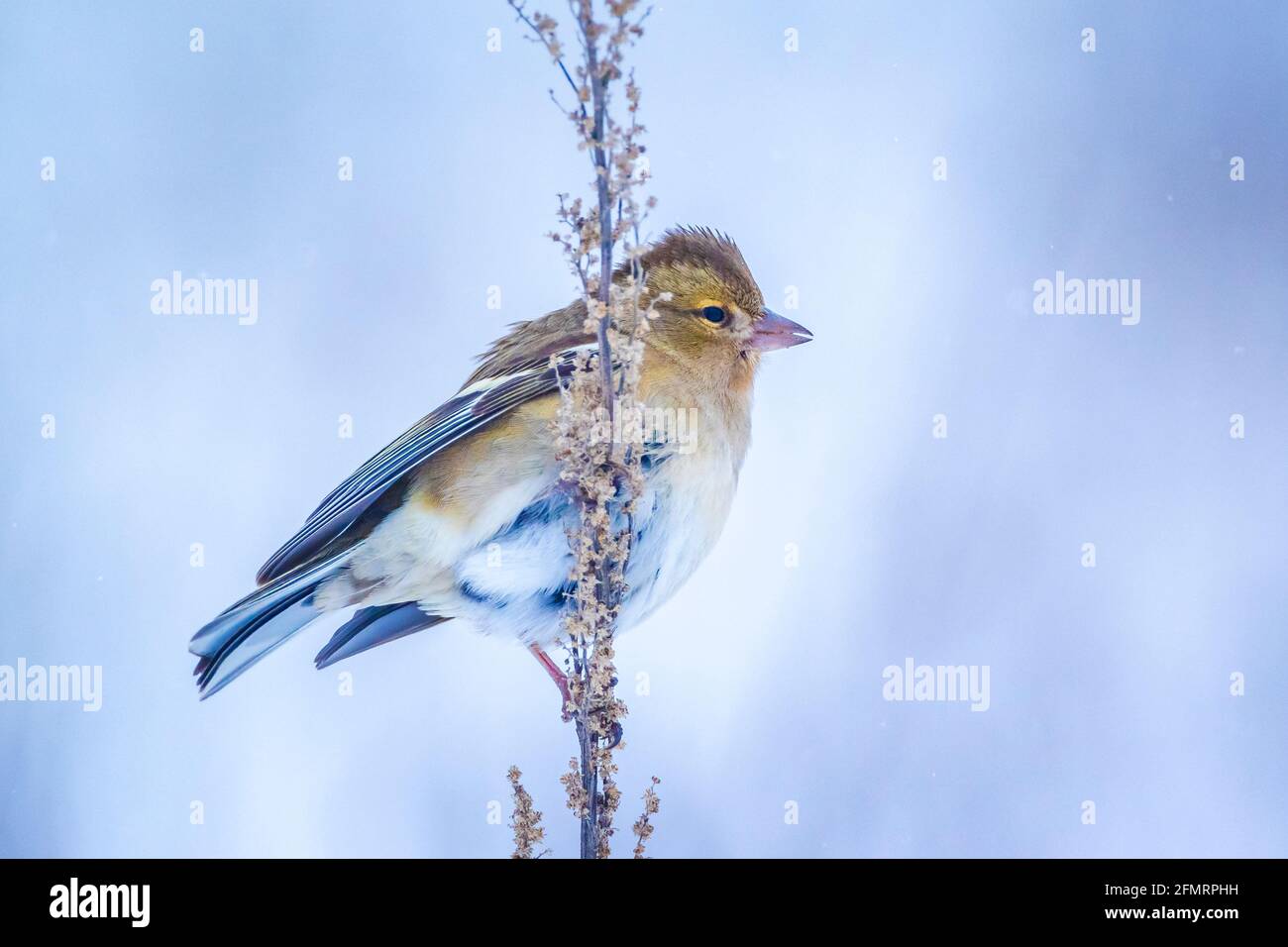 Closeup di un uccello di chaffinch femminile, coelebs di Fringilla, foraging nella neve, impostazione invernale bella fredda Foto Stock