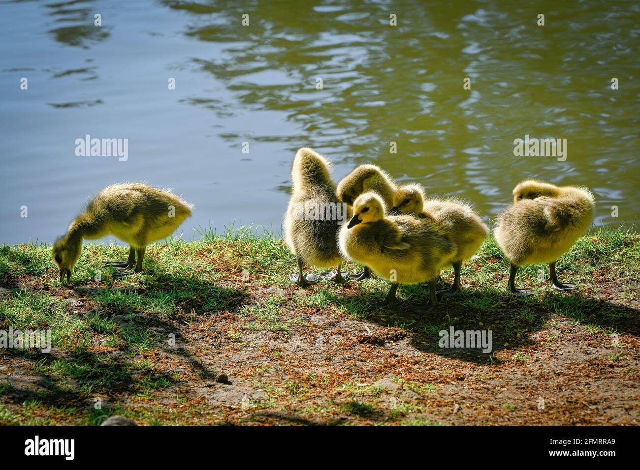 Canada Goose gossings, Central Park, Burnaby, British Columbia, Canada Foto Stock