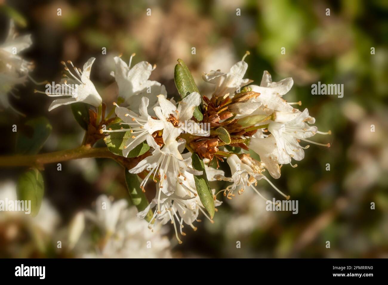 Rhodendron racemosum "White Lace", Foto Stock