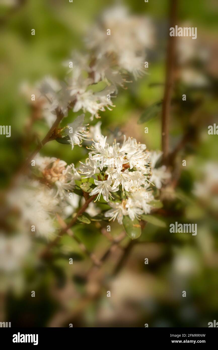 Rhodendron racemosum 'White Lace' fiorire in un luminoso sole di primavera, naturale ritratto di piante Foto Stock