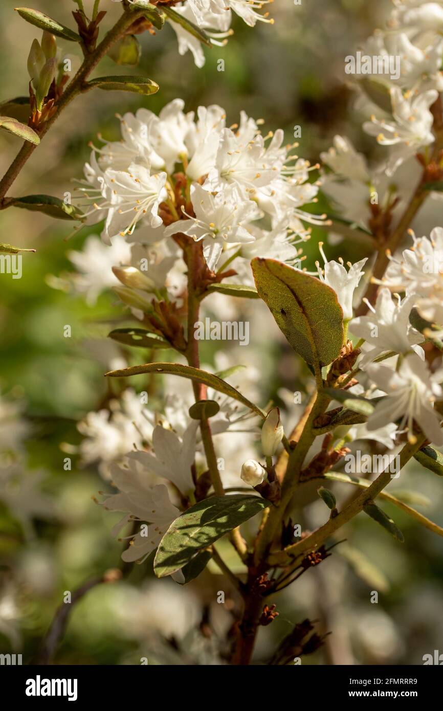 Rhodendron racemosum 'White Lace' fiorire in un luminoso sole di primavera, naturale ritratto di piante Foto Stock