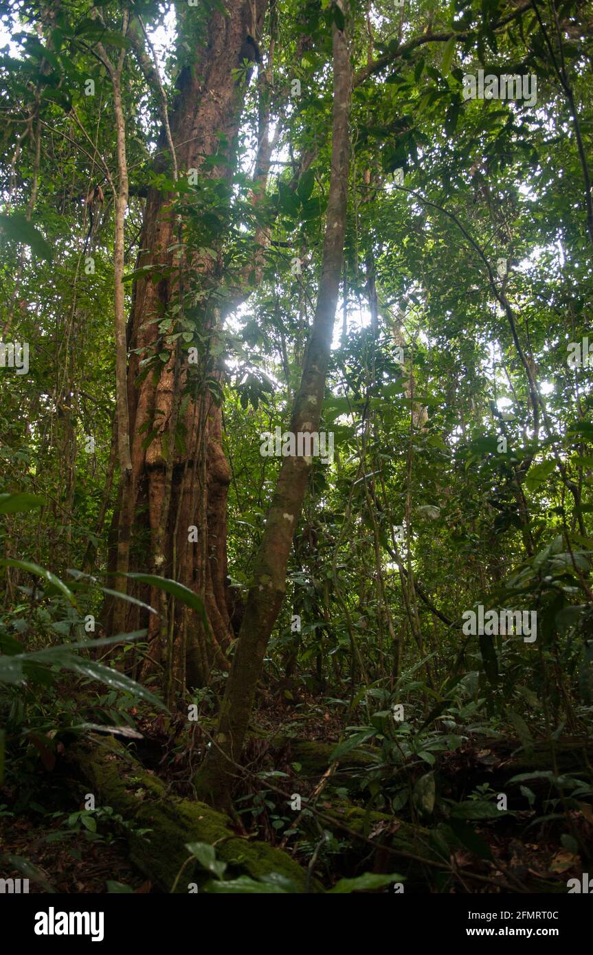 Foresta di proprietà della comunità, zona tampone di Sapo, Liberia Foto Stock