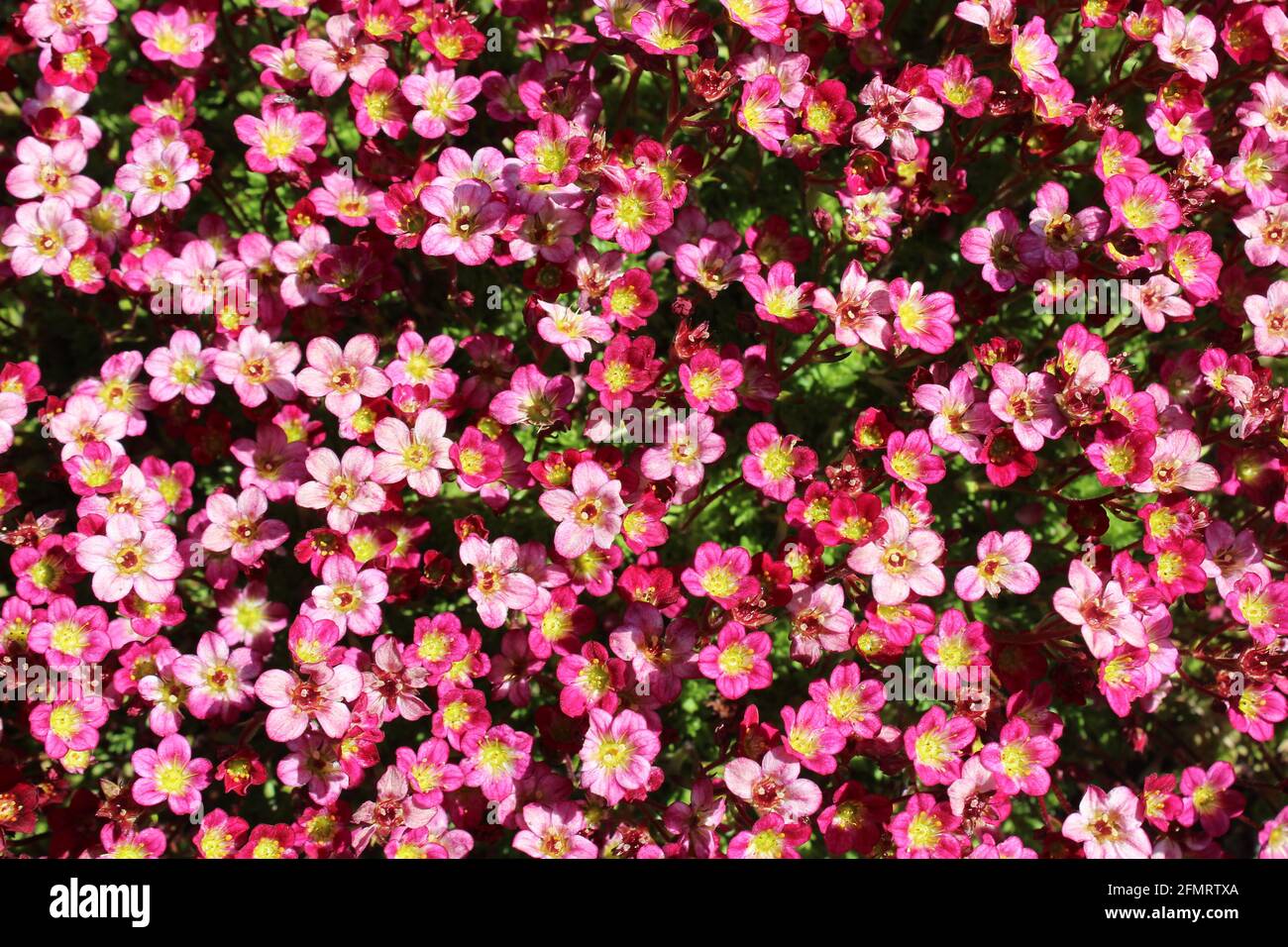 sassifrage in fiore nel giardino Foto Stock