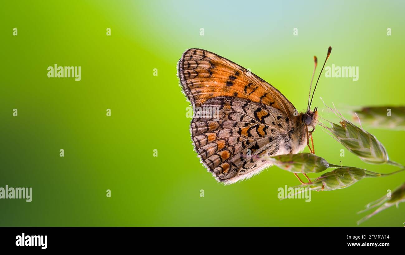 Farfalla seduta su foglia di erbe Foto Stock