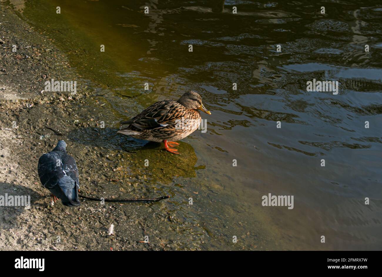 Anatra selvatica e colomba nera sulla riva dello stagno. Un'anatra grigio-marrone entra nell'acqua. Foto Stock