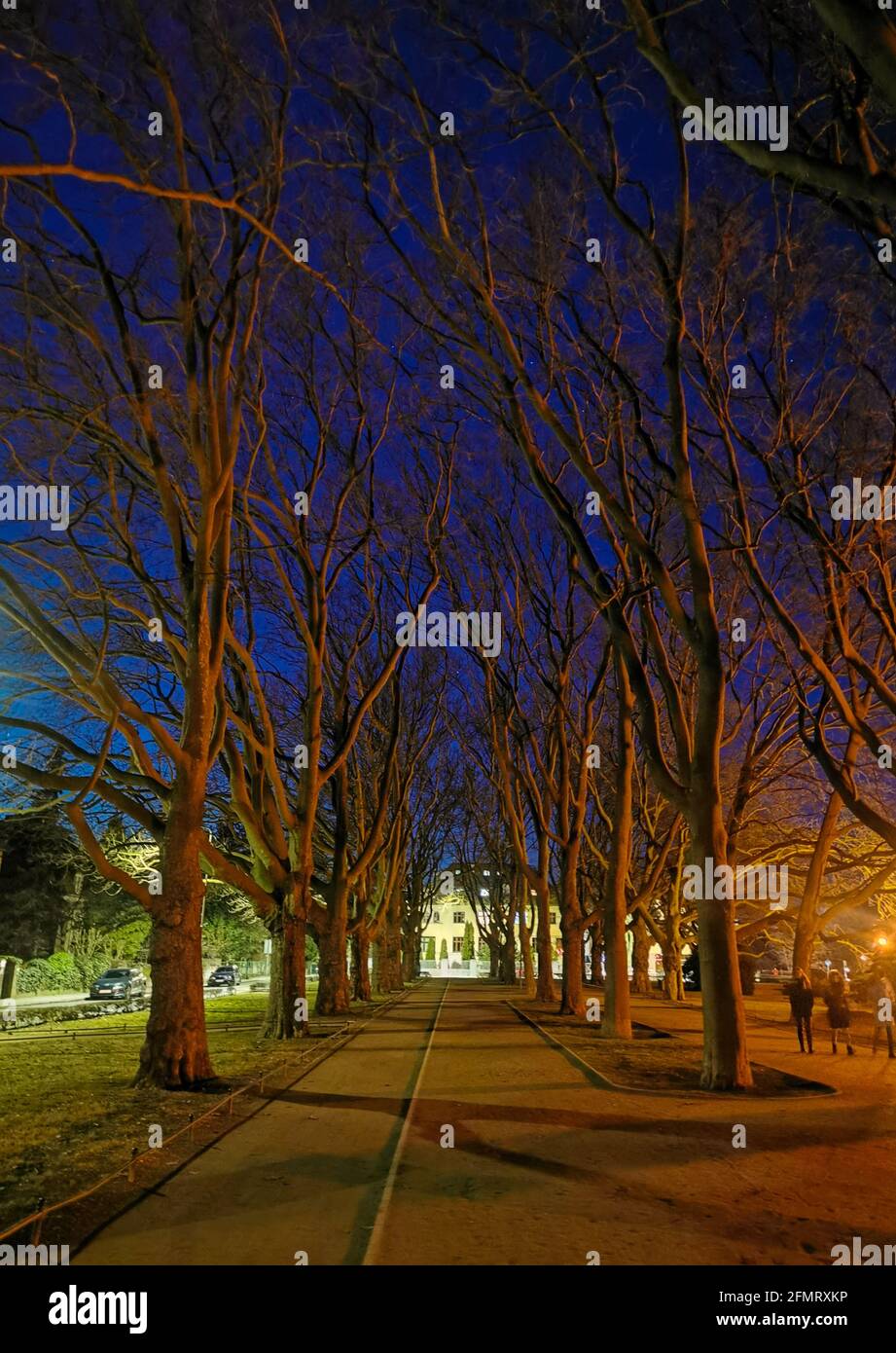 Szczecin, Polonia - Parco Kasprowicza di notte, notte stellata, passeggiate in tarda notte, alberi e rami Foto Stock