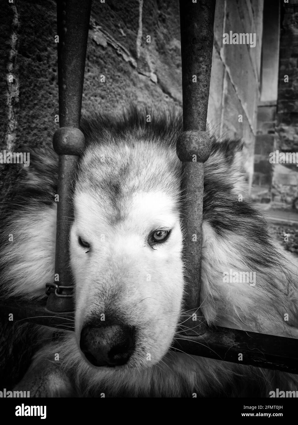 Dettaglio del cane domestico legato in strada Foto Stock