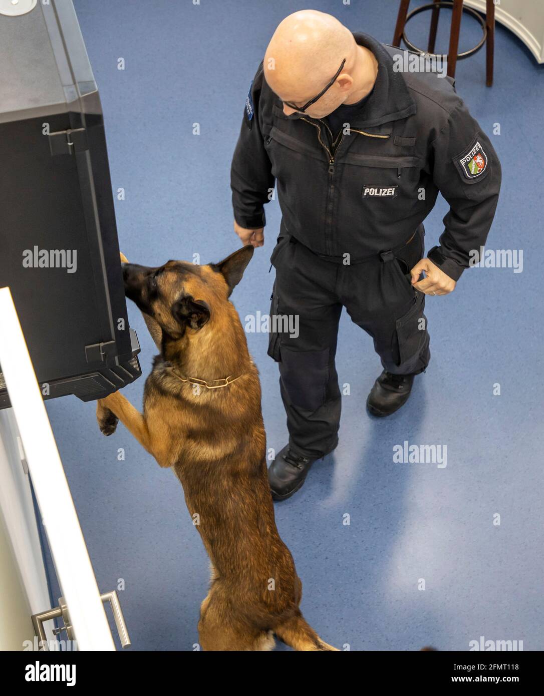 Storage di dati sniffer cane della polizia NRW, qui in un piano di formazione, istituto di formazione, i cani possono sniff out dati media come USB stick, hard dr Foto Stock