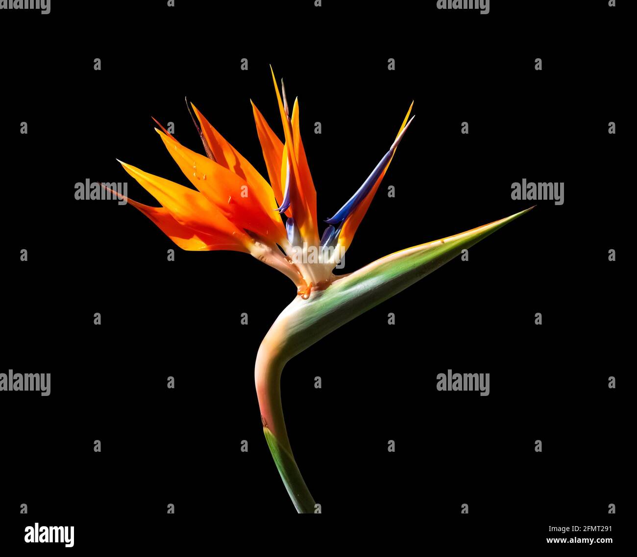 luminoso uccello colorato di paradiso fiore closeup indietro illuminato isolato su sfondo nero Foto Stock