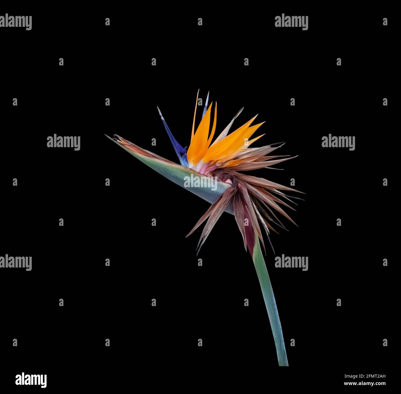 uccello colorato di fiore paradiso a metà della crisi del ciclo di vita primo piano isolato su sfondo nero Foto Stock