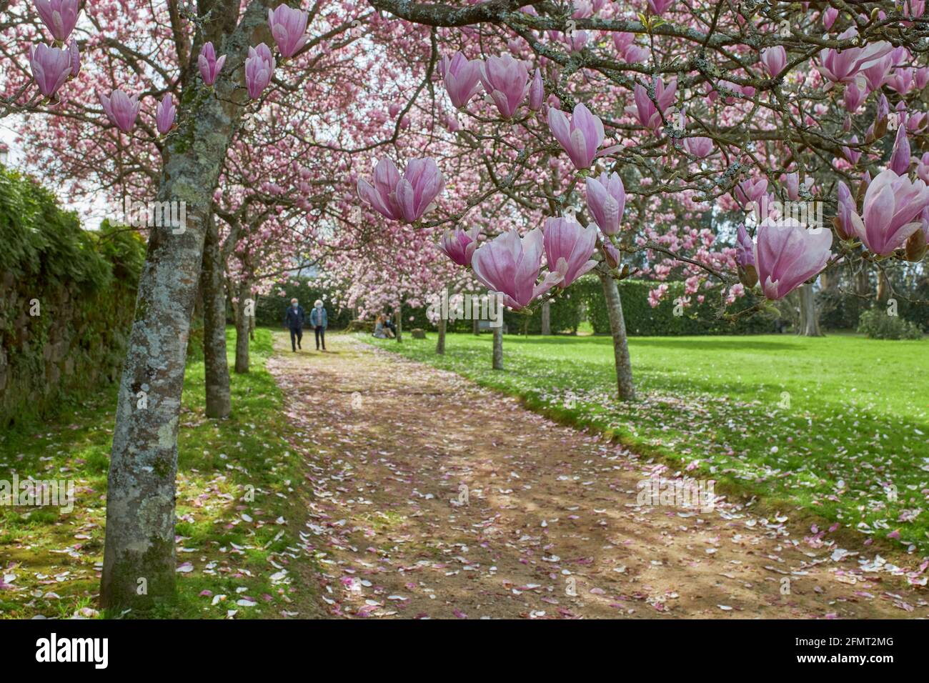 Primo piano dei fiori di un albero di magnolia cinese. Foto Stock