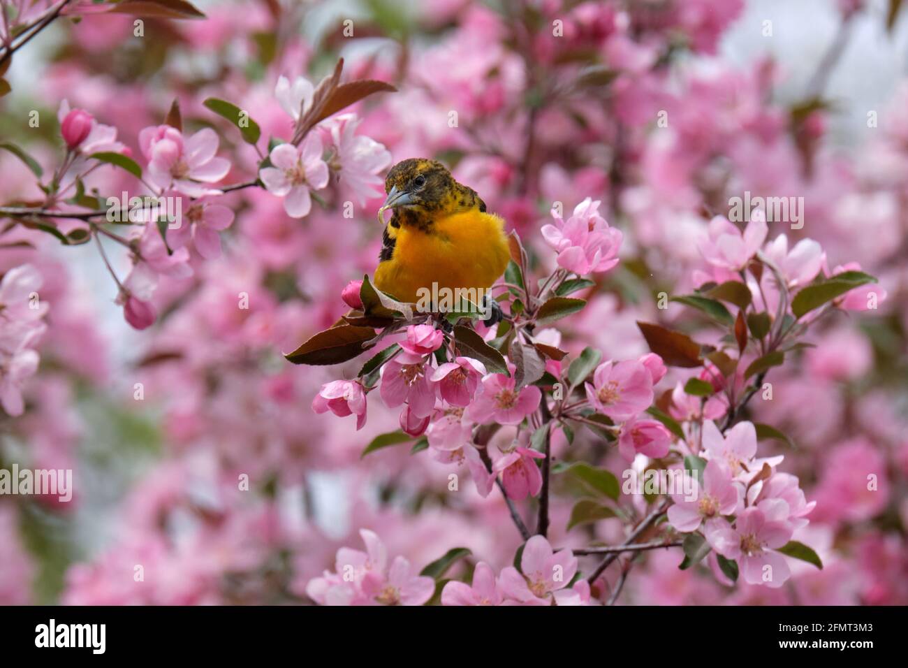 Baltimora Oriole in fiore albero di granchio in un giorno di primavera a Ottawa, Canada Foto Stock