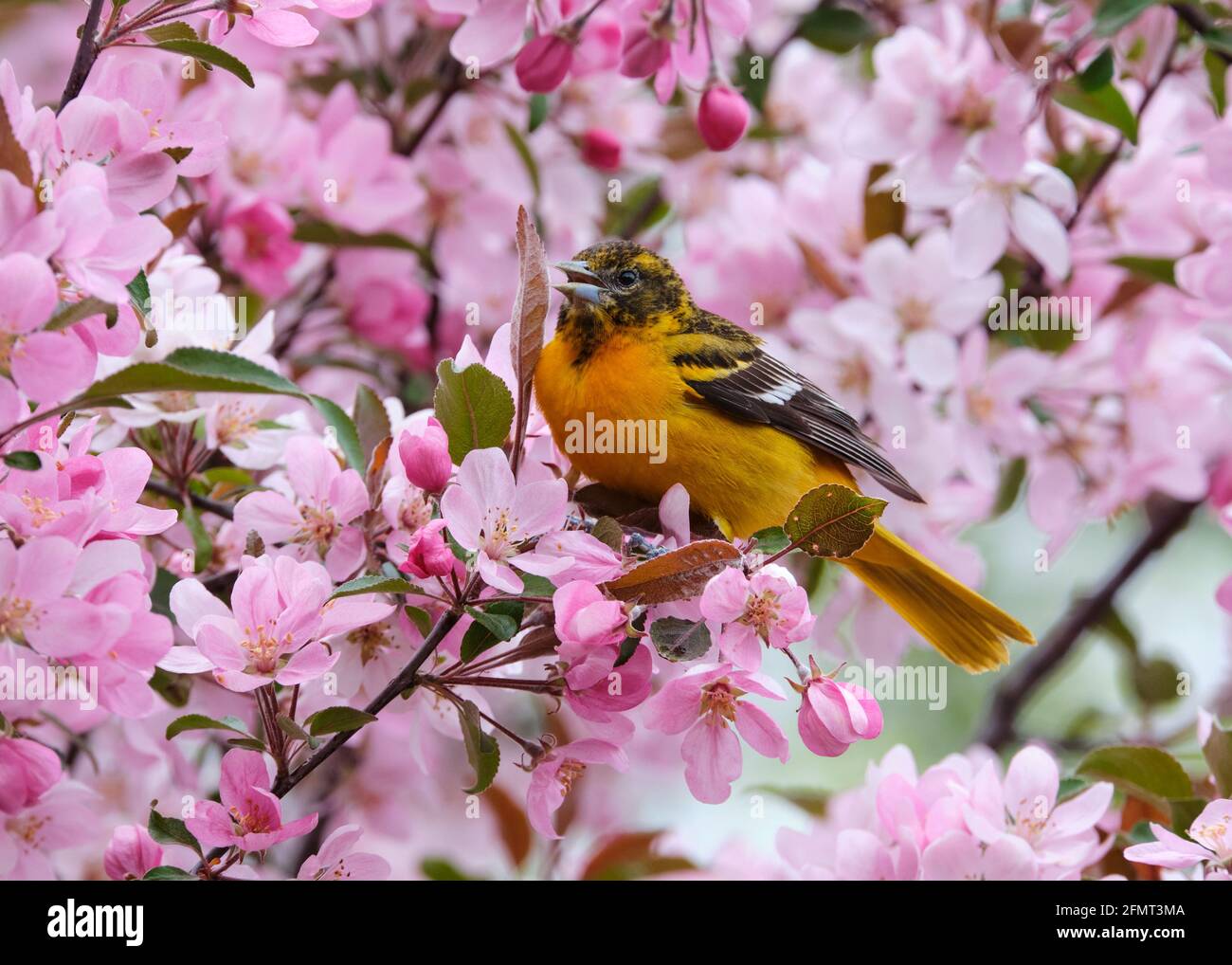 Baltimora Oriole in fiore albero di granchio in un giorno di primavera a Ottawa, Canada Foto Stock