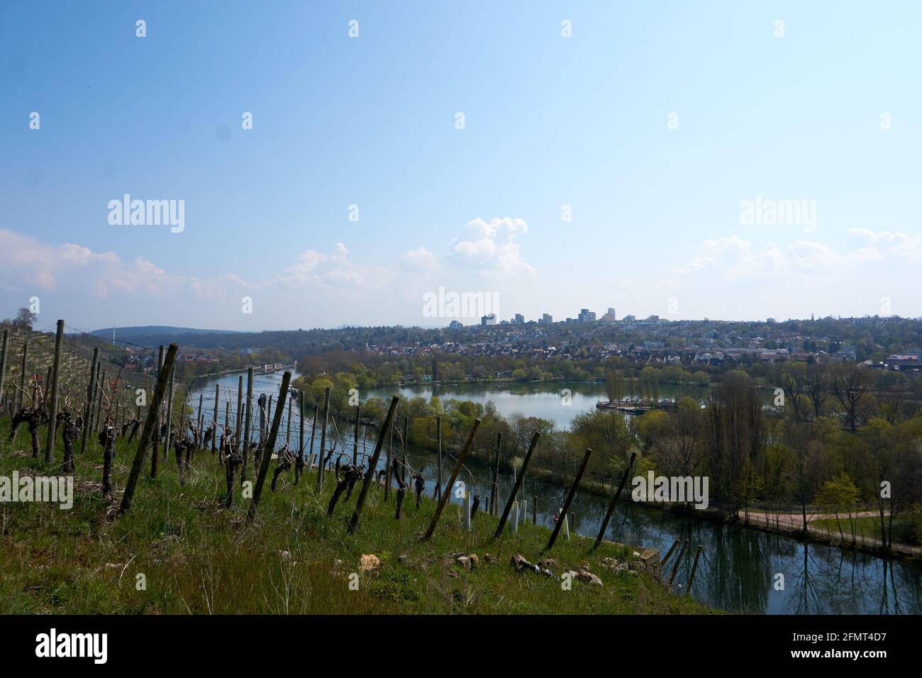 Vista dei vigneti terrazzati ripidi sulla riva del fiume Neckar, in Germania Foto Stock