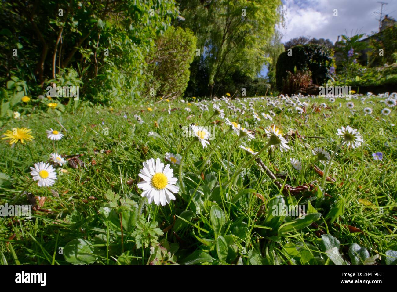 Daisies e Dandelions che fioriscono in un prato lasciato disgemito per permettere fiori selvatici per fiorire e insetti per nutrirsi, Wiltshire giardino, Regno Unito, maggio. Foto Stock