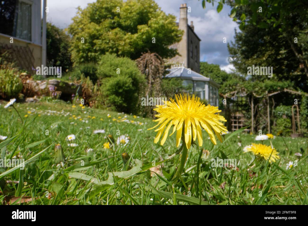 Dandelions e Daisies che fioriscono in un prato lasciato disgemito per permettere fiori selvatici per fiorire e insetti per nutrirsi, Wiltshire giardino, Regno Unito, maggio. Foto Stock