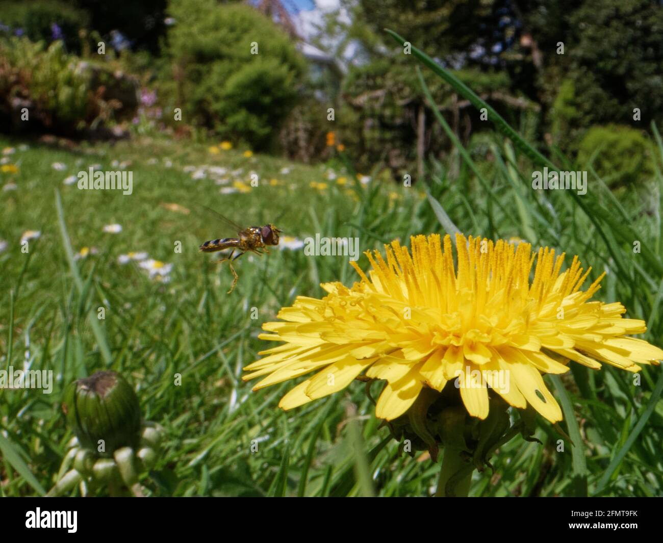 Hoverfly a piedi bianchi (Platycheirus albimanus) che vola a un dente di leone in un prato lasciato disumano per consentire fiori selvatici a fiorire, Wiltshire giardino, Regno Unito, maggio. Foto Stock
