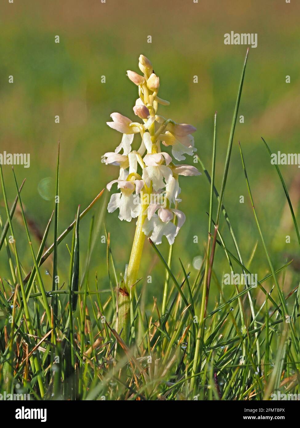 Picco fiorito di variante bianca Orchidea viola precoce (Orchis mascola) con rugiada all'alba che crea luccicanti punti salienti in Lancashire prato, Inghilterra, Regno Unito Foto Stock