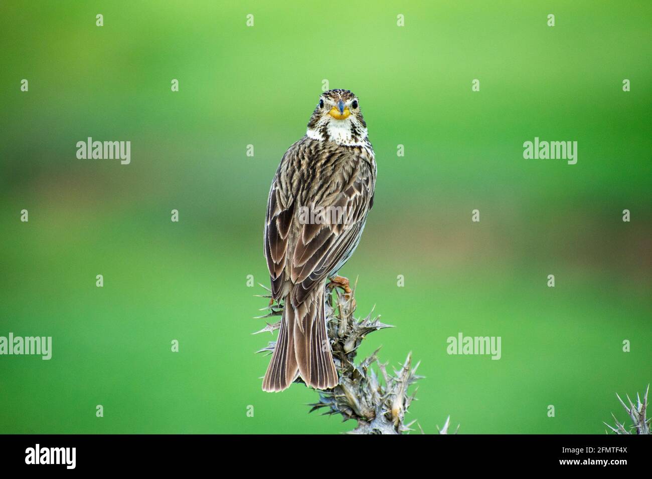 Corn Bunting (Emberiza calandra) che perching sul thistle Foto Stock