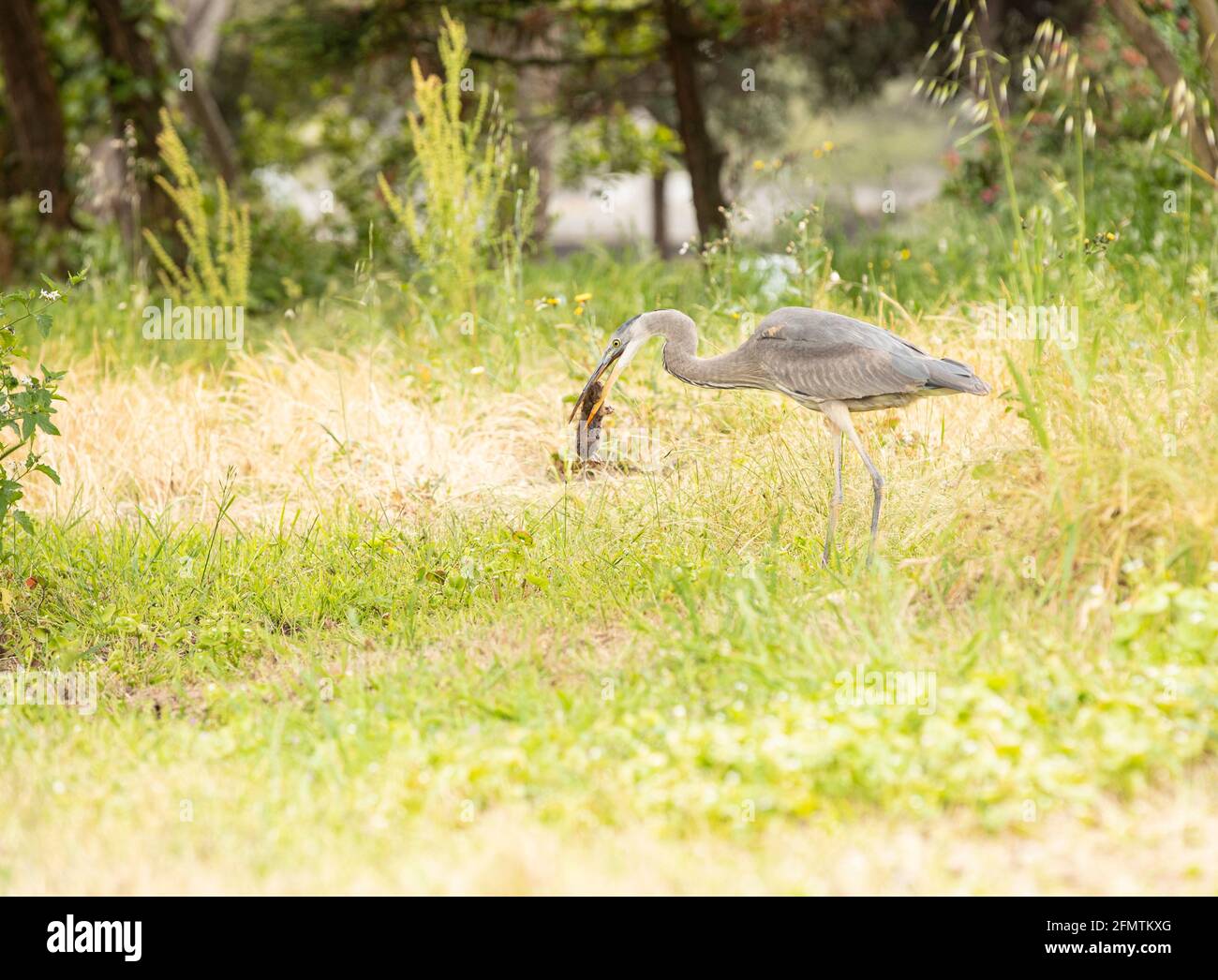 Grande Blue Heron caccia per i gofer Foto Stock