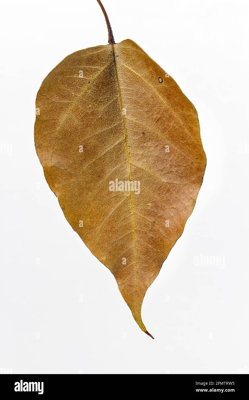 caduta di foglia di autunno. isolato sul bianco Foto Stock