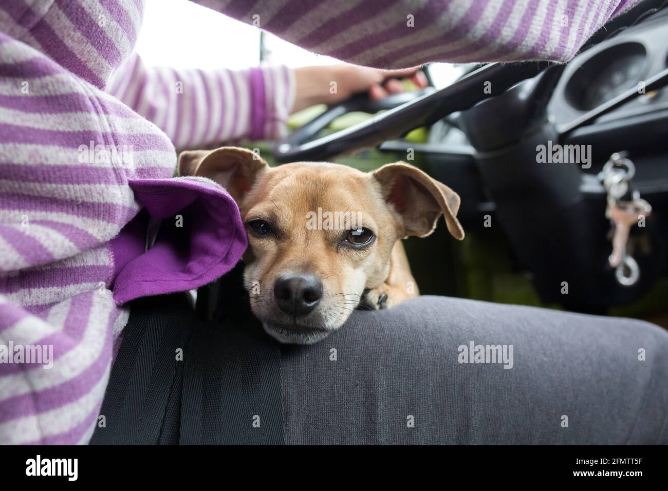 Un cane chihuahua giace sul grembo del conducente durante il viaggio della famiglia su strada. Foto Stock