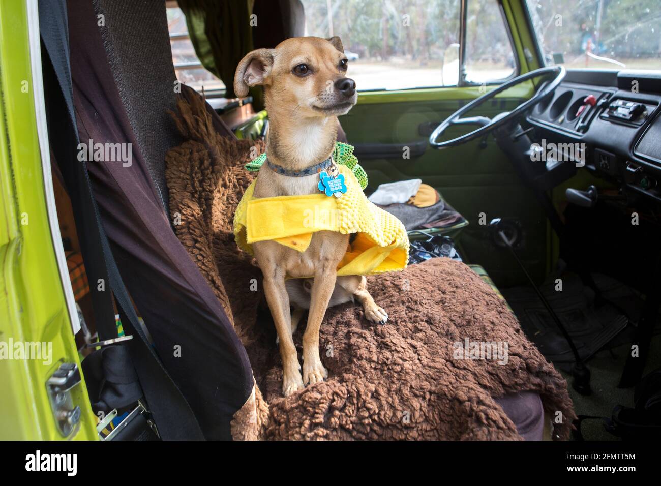 Un chihuahua siede il cane sul sedile in un camper VW durante il viaggio su strada Foto Stock
