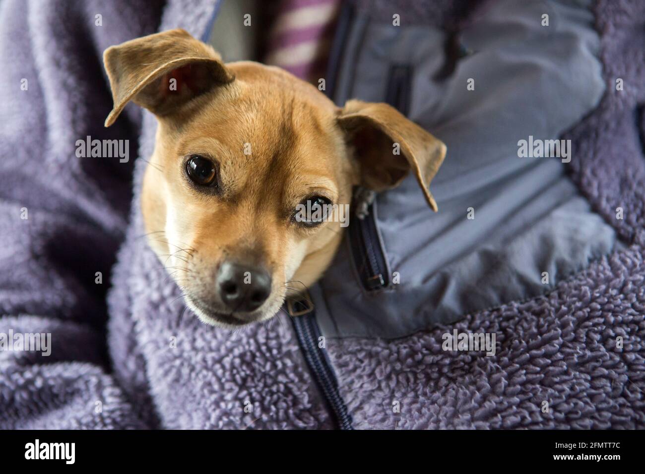 Un cane carino chihuahua è zippered in viola di una donna felpa Foto Stock