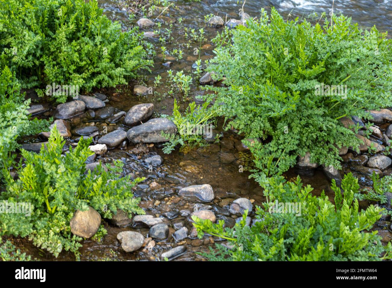 erbacce acquatiche chiamate anthrisscus sylvestrisvivo simile al prezzemolo sul acqua di un ruscello con pietre concetto natura Foto Stock