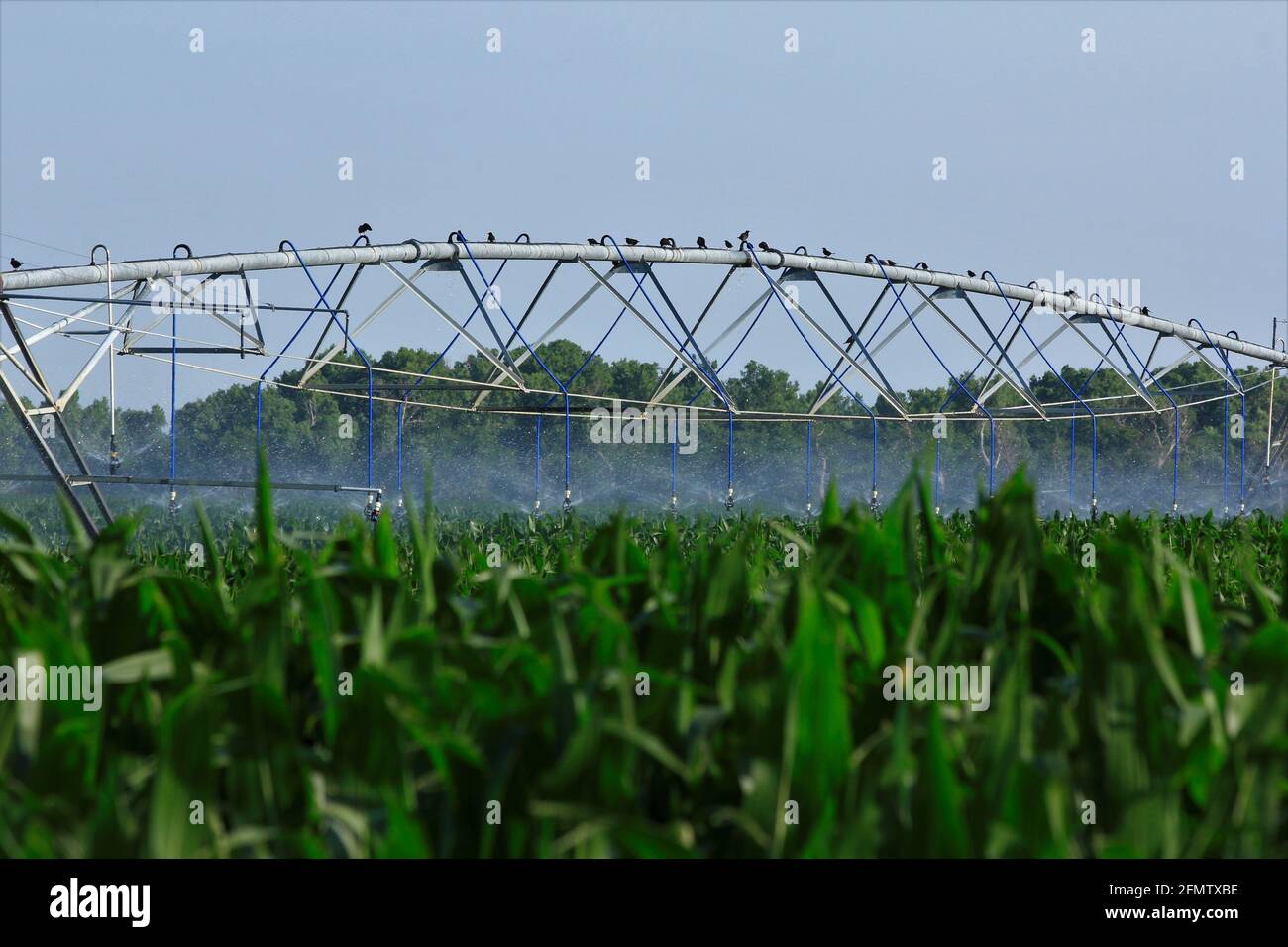 Il mais verde del Kansas è stato innaffiato con un sistema di irrigazione in una giornata calda con uccelli che si siedono sopra di esso rinfrescandosi con il cielo blu fuori nel paese. Foto Stock Il mais verde del Kansas è stato innaffiato con un sistema di irrigazione in una giornata calda con uccelli che si siedono sopra di esso rinfrescandosi con il cielo blu fuori nel paese. Foto Stock