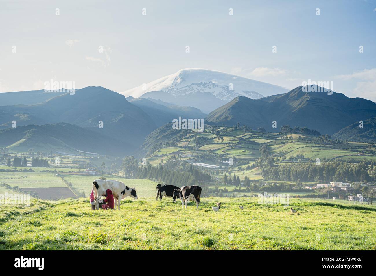 Due contadini che mungono le mucche con il vulcano Cayambe alle spalle Foto Stock