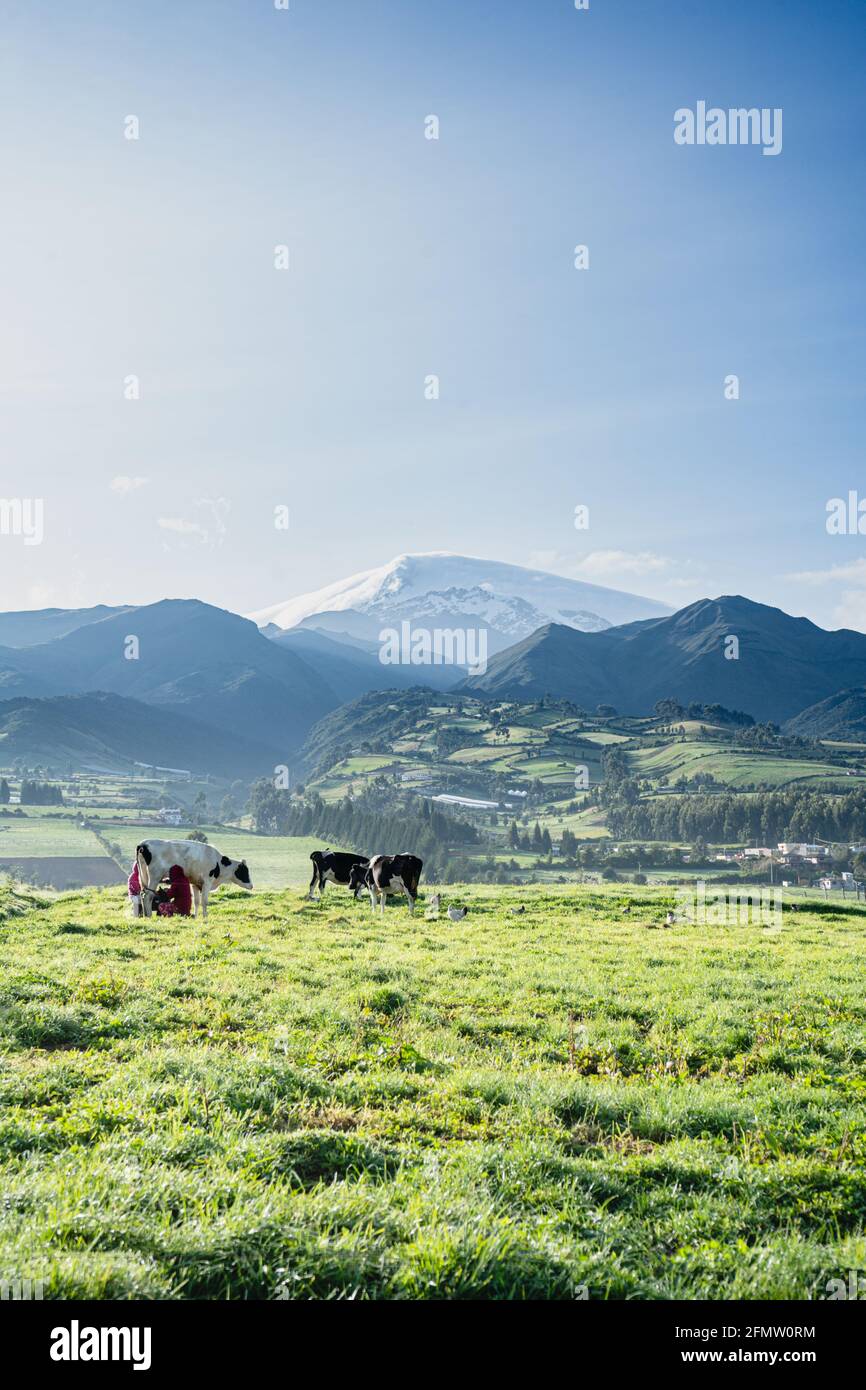 Due contadini che mungono le mucche con il vulcano Cayambe alle spalle Foto Stock