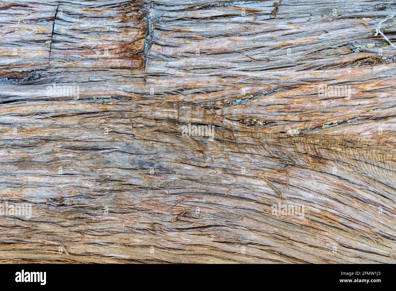 Corteccia di un albero di cedro rosso orientale, detto ginepro (Juniperus virginiana) - Fort Island Gulf Beach, Crystal River, Florida, USA Foto Stock