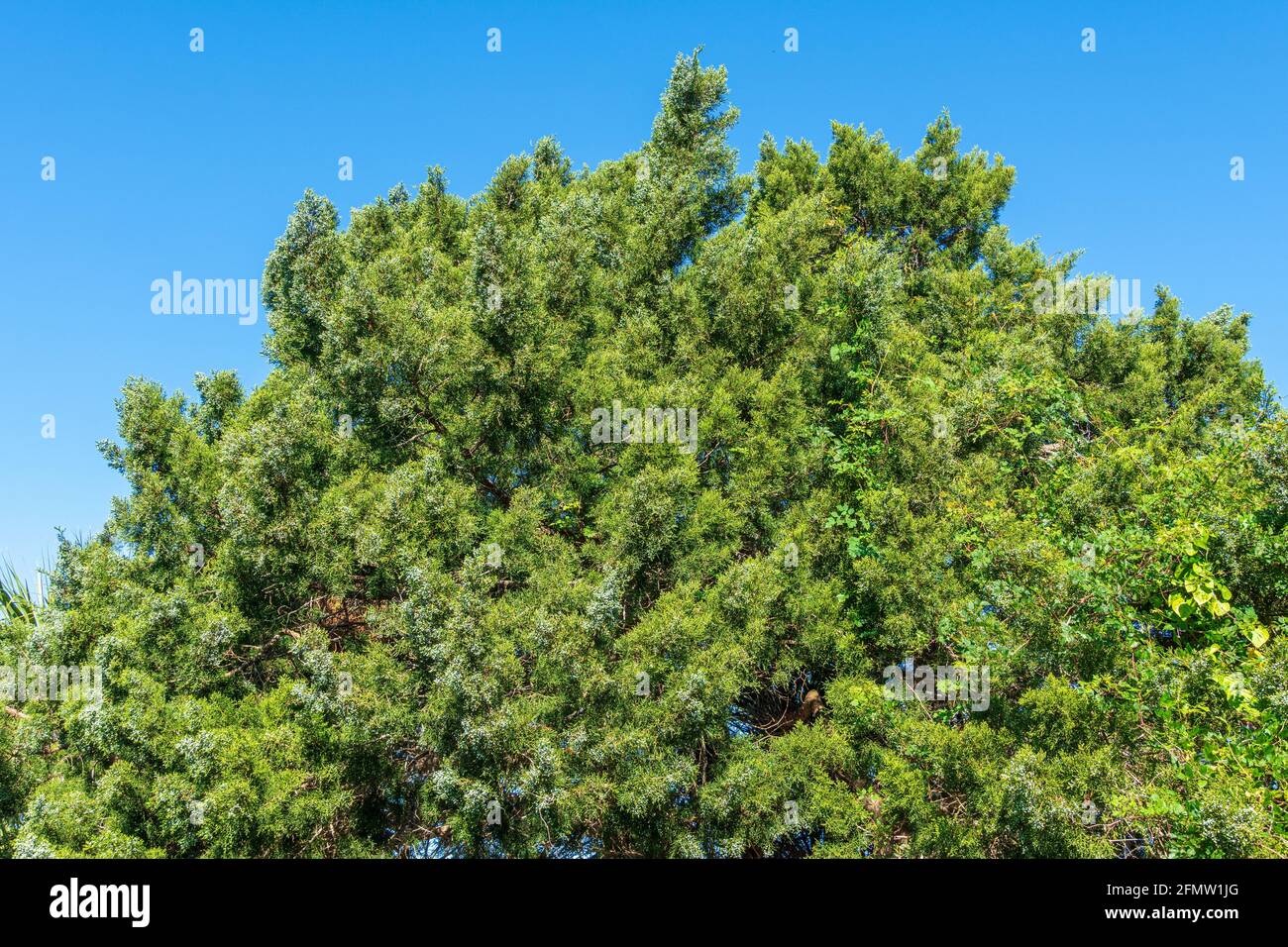 Albero di cedro rosso orientale (Juniperus virginiana), con bacche bianche - Fort Island Gulf Beach, Crystal River, Florida, USA Foto Stock