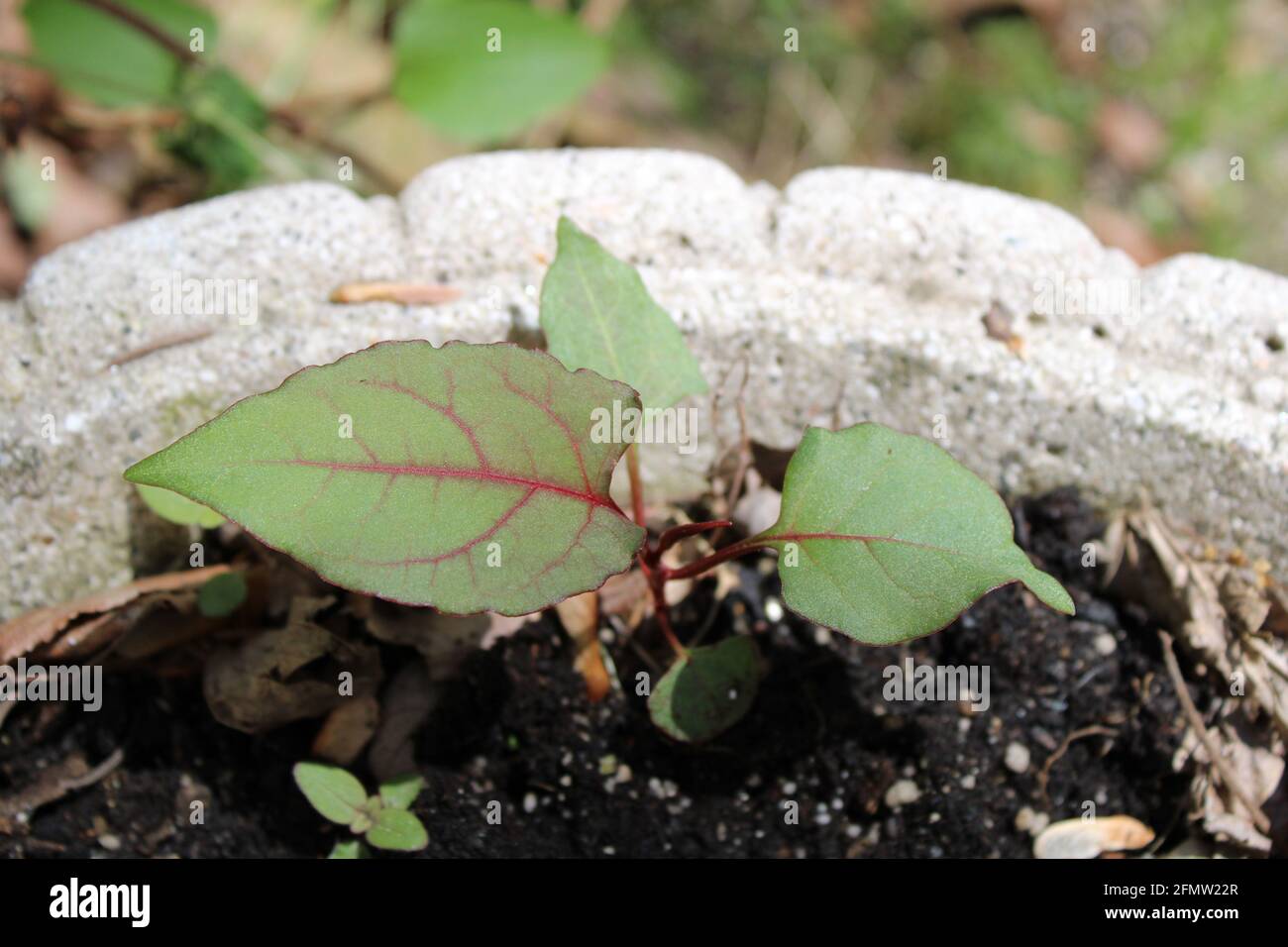 Un giapponese Knotweed Sprout Foto Stock