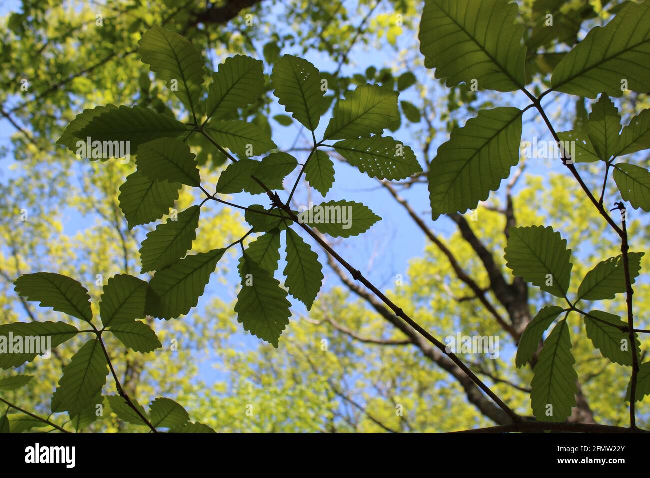 Swamp foglie di quercia castagno con buchi da danni Bug Foto Stock