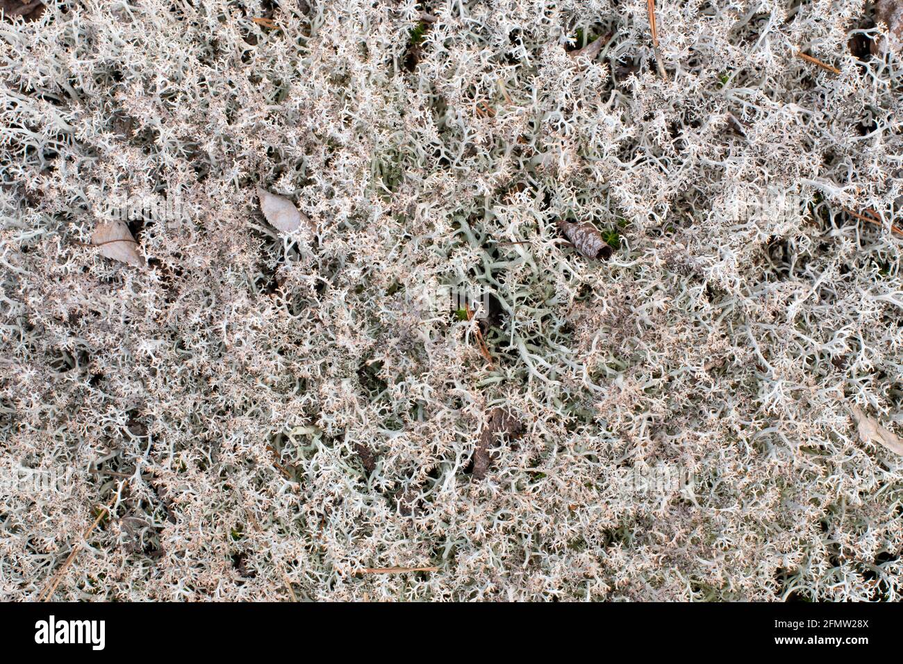 Lichene di renna, Cladonia rangiferina, che cresce in un boschetto sempreverde nelle montagne di Adirondack, NY USA Foto Stock