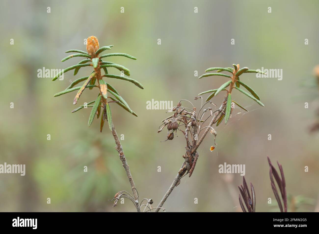 Closeup di tè labrador palude, Rhododendron tomentosum pianta Foto Stock