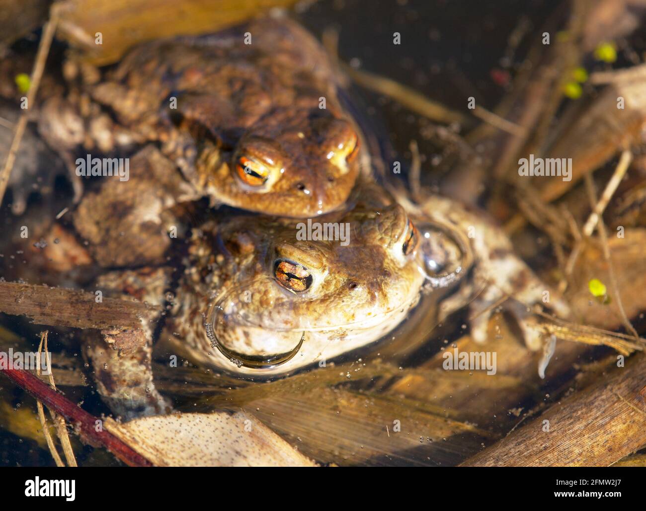 Comune o europeo marrone rospo colorato, i toads di accoppiamento nel laghetto Foto Stock