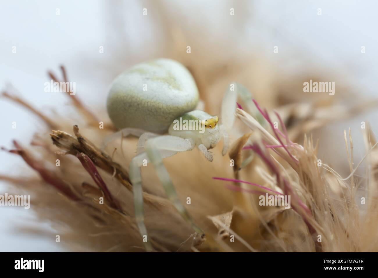 Ragno di granchio d'oro, Misumena vatia sul thistle, foto macro Foto Stock