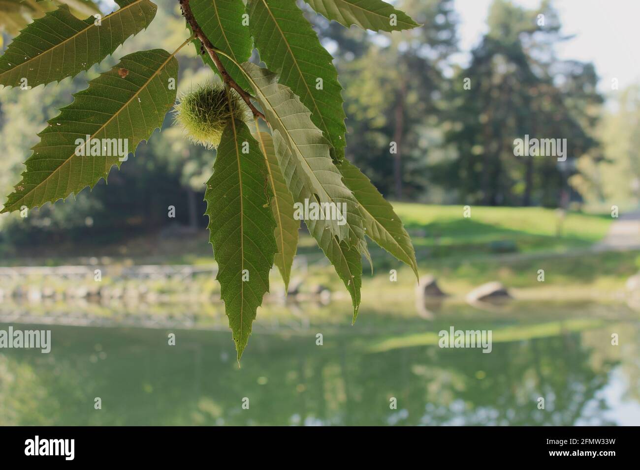 Closeup di un castagno sullo sfondo bokeh di an lago alpino Foto Stock